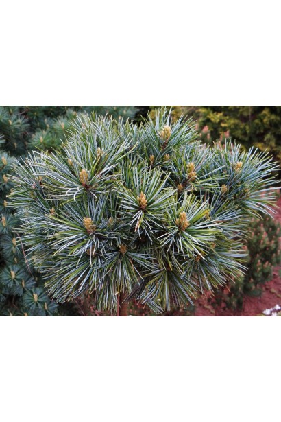 Pinus koraiensis ’Blue Ball’ полив